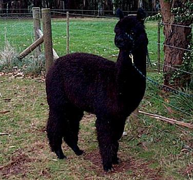 Pitchingga Ridge Alpacas - News