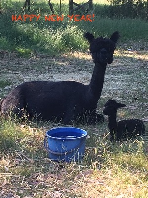 Fenix at almost one day old. Fenix at almost one day old.