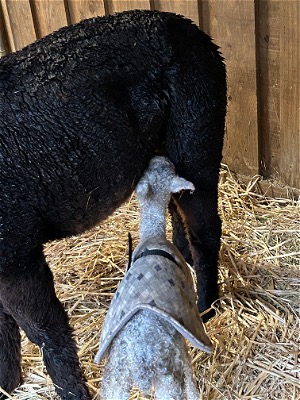 Poppy is a good mum!