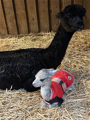 Settled in for the night.