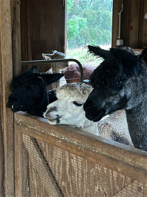 Everyone wants to see the new cria!