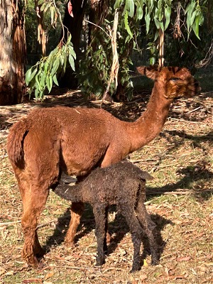 Tempeste, 2 days old.